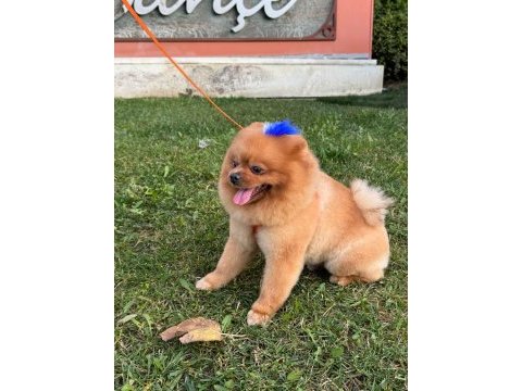15 09 2022 doğumlu erkek pomeranian