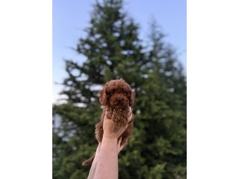 Aşılı poodle kore teacup red brown yeni yuvasına hazır
