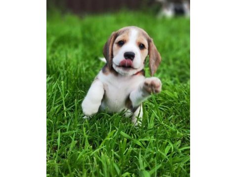 Beagle yavrularımız