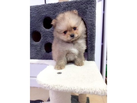 Mini boy pomeranian yavruları