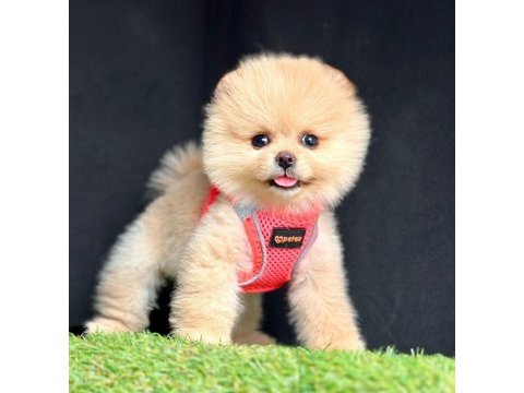 Safkan pomeranian boo bebekler