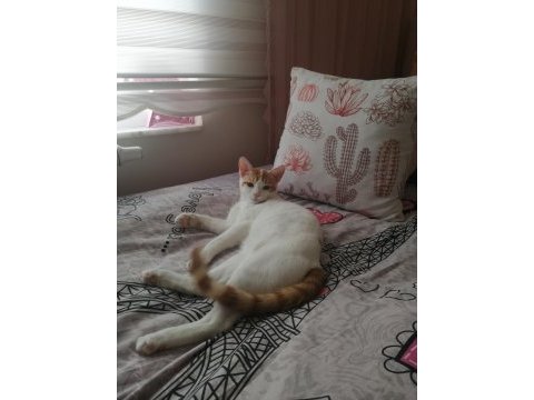 8 aylık erkek kedimiz
