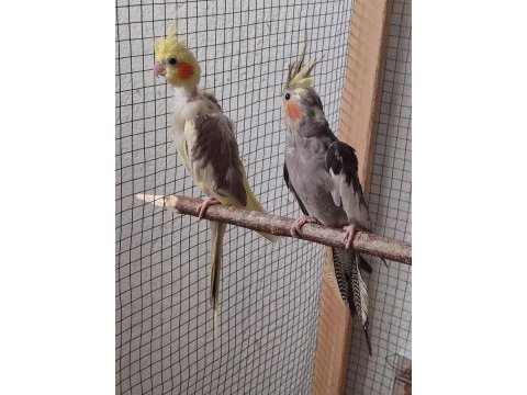 Sultan papağanı yavruları iki aylık