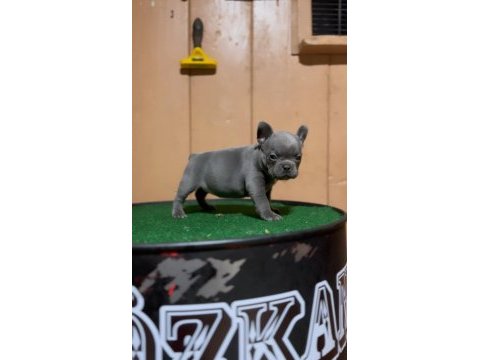 Mükemmel anatomi blue fransız bulldog bebekler