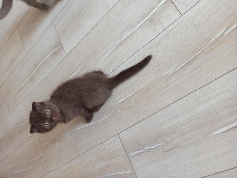 Oyuncu safkan dişi ve erkek çocuk şirin top kafa kedimiz