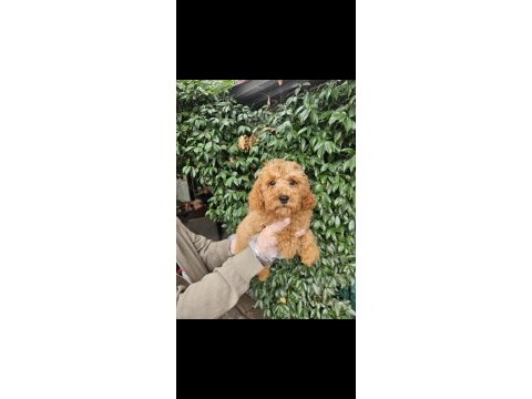 Irk ve sağlık garanti poodle yavrularımuz