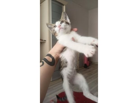 Ücretsiz dişi kedi sahiplendirilecektir