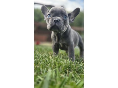 Blue eyes french bulldog yavruları 