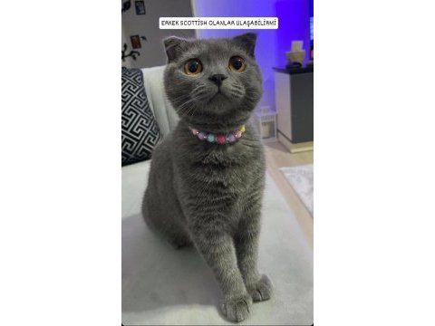 Scottish fold kızıma eş arıyorum