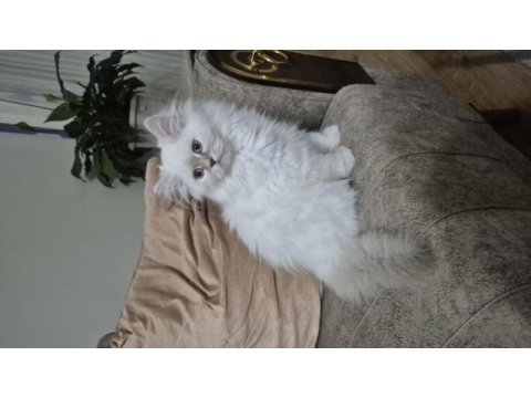 3 aylık dişi british longhair