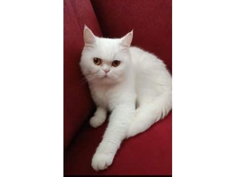 British longhair shorthair yavrular