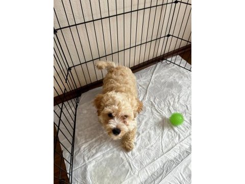 2 aylık erkek maltipoo