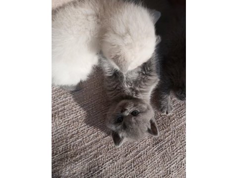 1 aylık koca kafa british shorthair