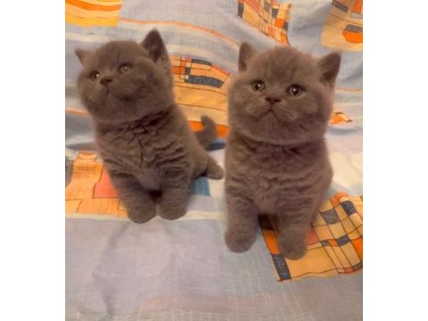 Blue british shorthair yavrularımız