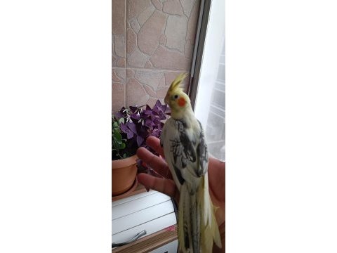 Ev üretimi ele alışık sultan papağanı yavruları