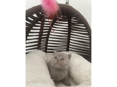 British shorthair gri ve lilac yavrular 60 günlük