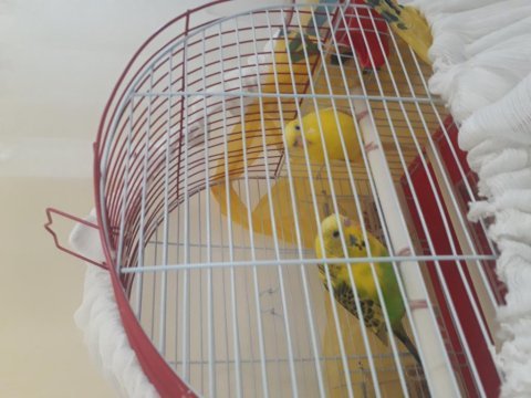 Sahibinden iki adet muhabbet kuşu