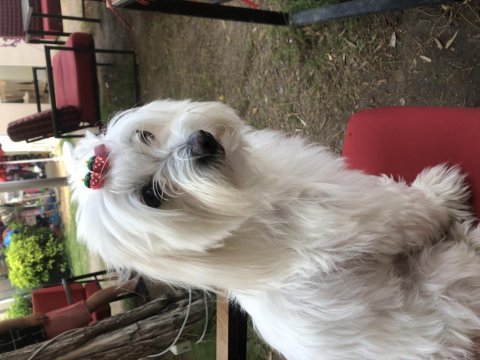 Maltese terrier kızımıza eş arıyoruz