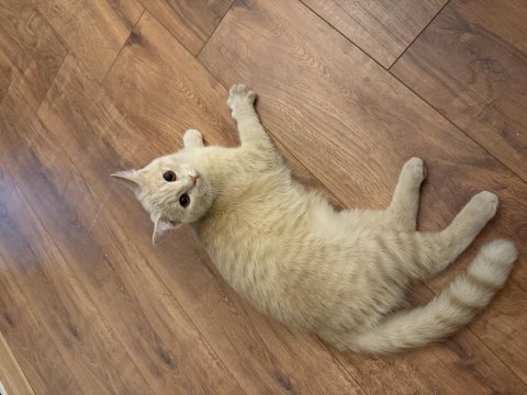 7 aylık erkek british shorthair