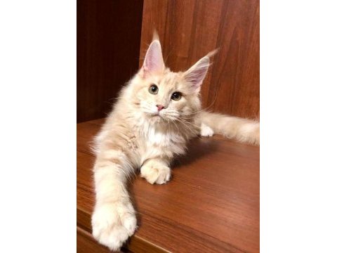 Dev kediler maine coon üst kalite