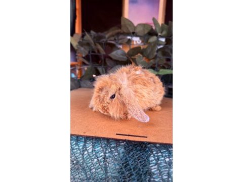 Hollanda lop ve cüce tavşan yavruları