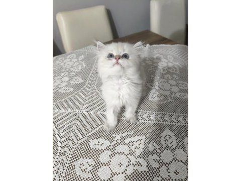 British longhair silver point