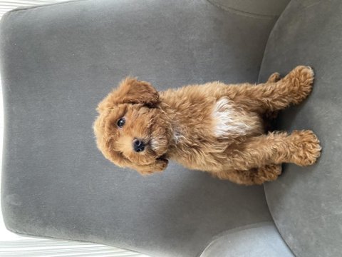 Toy poodle dişi yavrumuz yeni ailesini aramakta