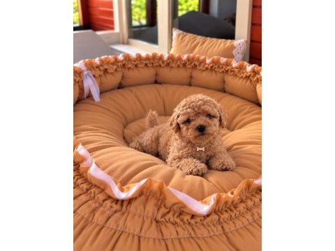 Toypoodle kore kan üst kalite yavrular 