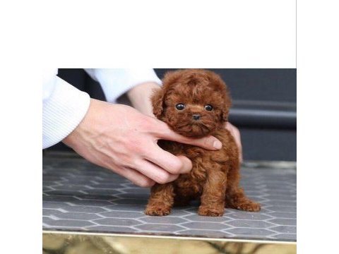 Show red brown toy poodle yavrular