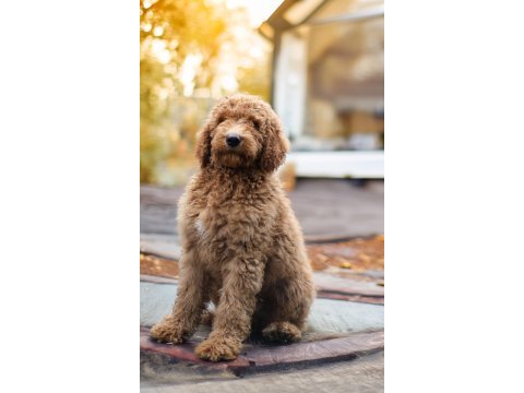 Dev labradoodle yavrular sağlıklı mikroçipli faturalı