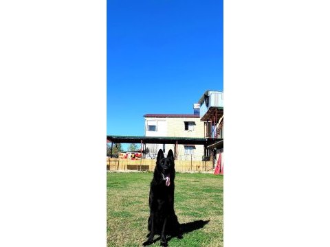 Köpeğimize eşleme dişi aday arıyoruz