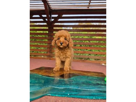 Poodle çiftliğinden red brown toy poodle bebeklerimiz