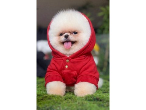 Pomeranian boo kardeşler