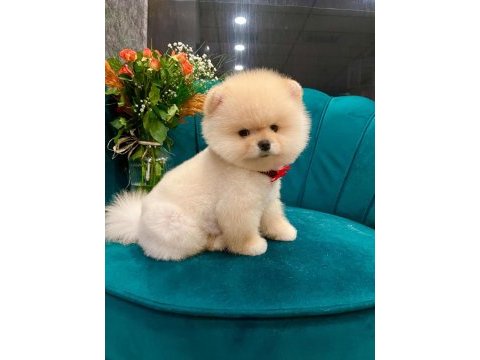 Anne babadan safkan pomeranian yavrularımız