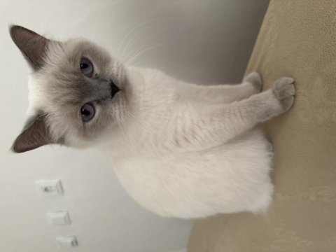 British shorthair bluepoint dişi
