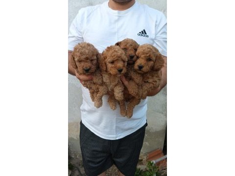 Toy poodle yavrular ırk sağlık garantili