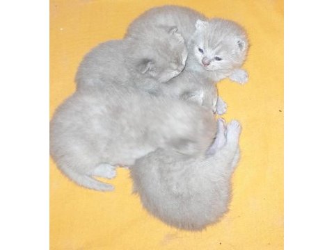 British shorthair ve scottish fold top kafa bebekler