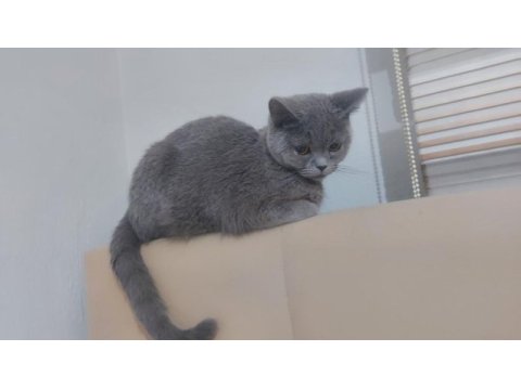 British shorthair 9 aylık erkek