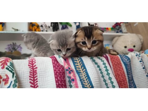 Scottish fold ve british yavru kediler