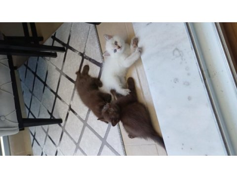 British shorthair yavrulara sıcak yuva