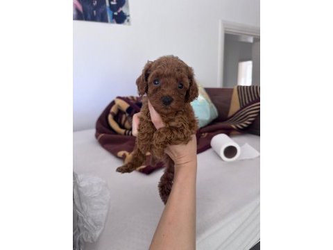 Toy poodle yavrularım yeni evini bekliyor
