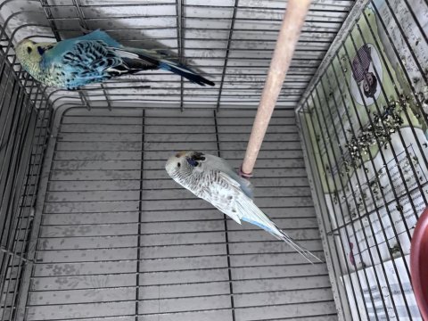 Show jumbo muhabbet kuşu çift