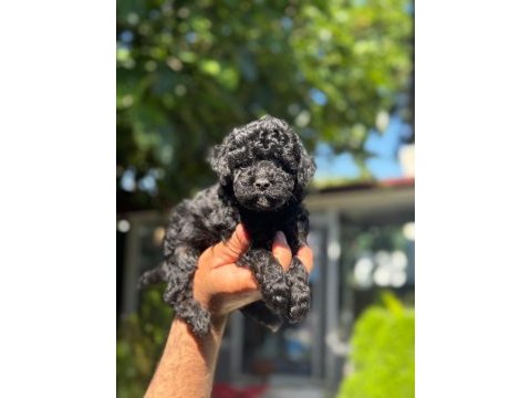 Eşsiz güzellikteki toy poodle bebekler