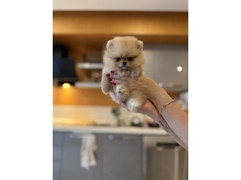 Mini teacup ayıcığımız pomeranian boo bebek