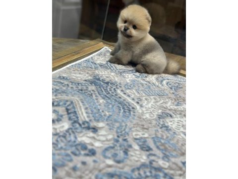 Teacup orange pomeranian boo yavrularımız