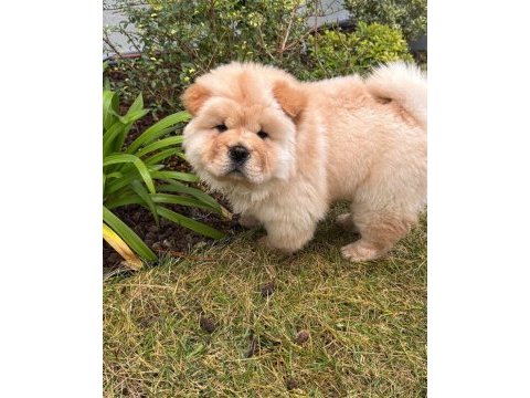 Chow chow çin aslanı