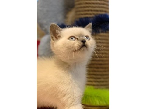 Blue point erkek yavru kedimiz