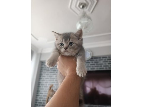 Golden blue ay 25 british shorthair