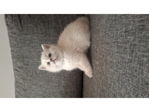 British longhair kar taneleri yeni yuvalarını arıyor