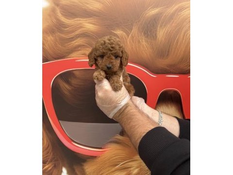 Toy poodle babyface yavrularımız